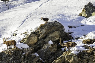 Steinböcke & Gemse